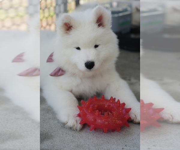 Medium Photo #5  Breeder Profile in MYRTLE BEACH, SC, USA