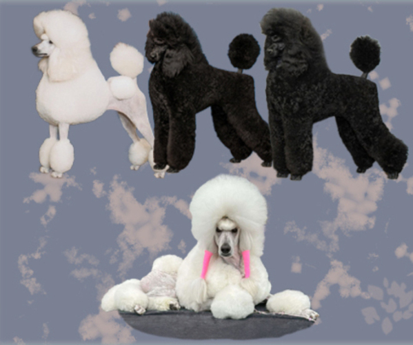 Medium Photo #2  Breeder Profile in READSBORO, VT, USA