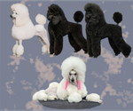 Small #1 Breeder Profile image