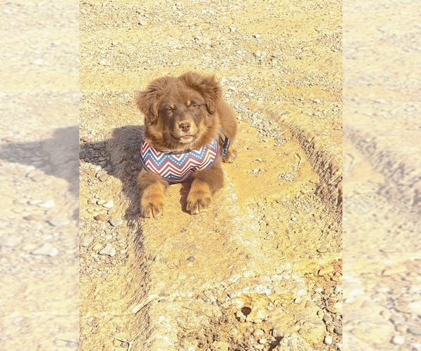 Medium Photo #1  Breeder Profile in TULAROSA, NM, USA