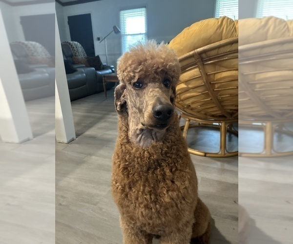 Medium Photo #8  Breeder Profile in ROCK HILL, SC, USA