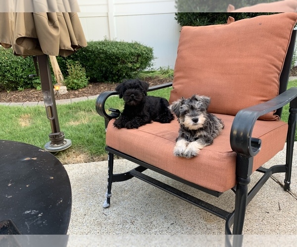 Medium Photo #1  Breeder Profile in MURFREESBORO, TN, USA