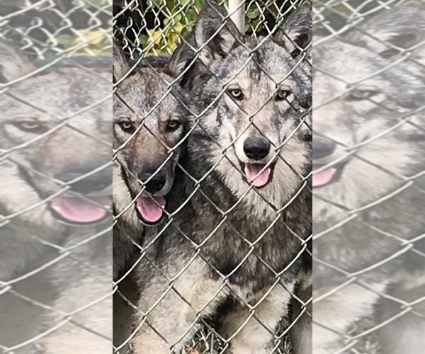 Medium Photo #8  Breeder Profile in ROCKSPRINGS, TX, USA