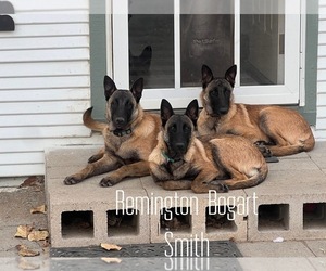 Belgian Malinois Dog Breeder near WILLIAMS, CA, USA