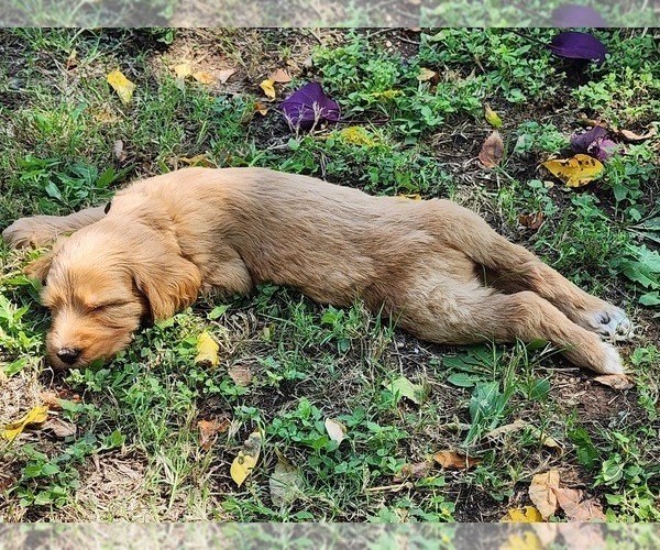 Medium Photo #2  Breeder Profile in WACO, TX, USA