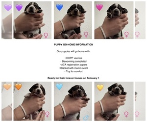 Beagle Dog Breeder near FORT LAUDERDALE, FL, USA