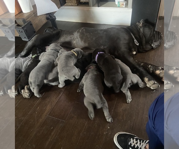 Medium Photo #11  Breeder Profile in SAN MARCOS, TX, USA