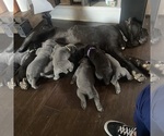 Small #10 Breeder Profile image