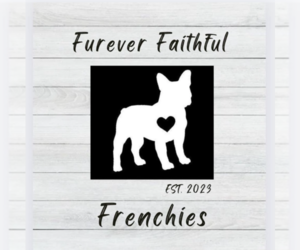 French Bulldog Dog Breeder near SOUTH BEND, IN, USA
