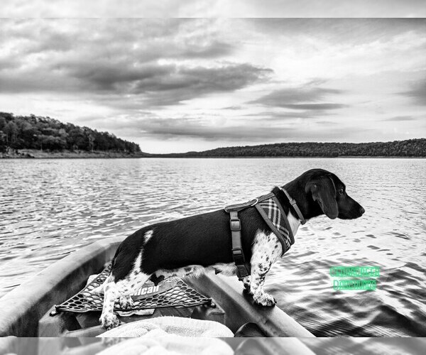 Medium Photo #1  Breeder Profile in CEDARCREEK, MO, USA