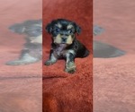 Small #305 Breeder Profile image