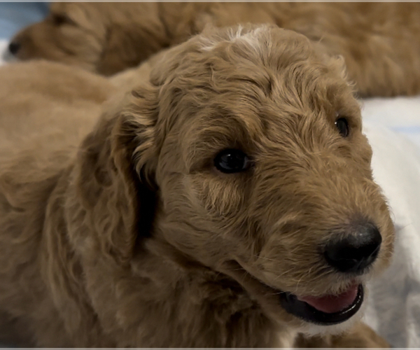 Medium Photo #4  Breeder Profile in HONOLULU, HI, USA