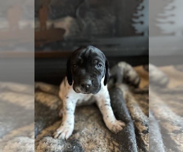 Medium Photo #11  Breeder Profile in BOONVILLE, IN, USA