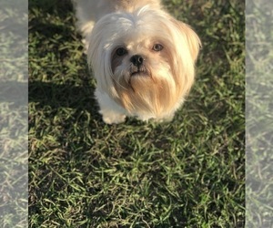 Shih Tzu Dog Breeder near MILTON, FL, USA