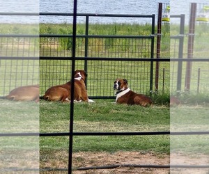 Boxer Dog Breeder near BRECKENRIDGE, TX, USA