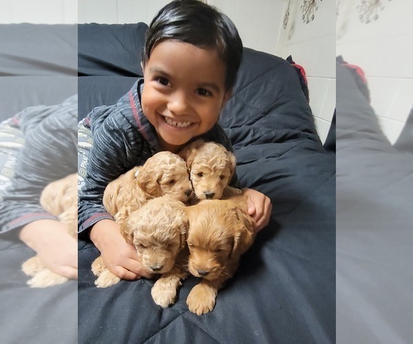 Medium Photo #2  Breeder Profile in BAKERSFIELD, CA, USA