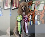 Small #2 Breeder Profile image