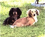Small breeder photo