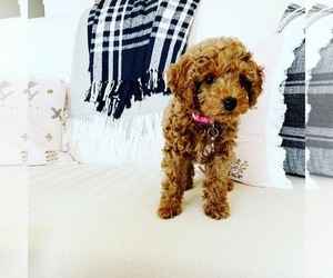 Poodle (Miniature) Dog Breeder near SEYMOUR, MO, USA