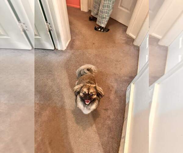 Medium Photo #1  Breeder Profile in DETROIT, MI, USA