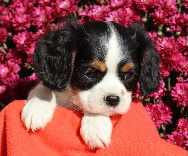 Medium Photo #16  Breeder Profile in THORP, WI, USA