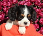 Small #15 Breeder Profile image