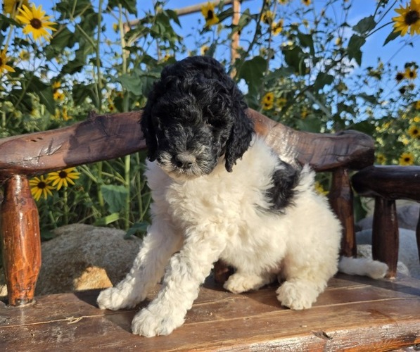 Medium Photo #8  Breeder Profile in GARDNERVILLE, NV, USA