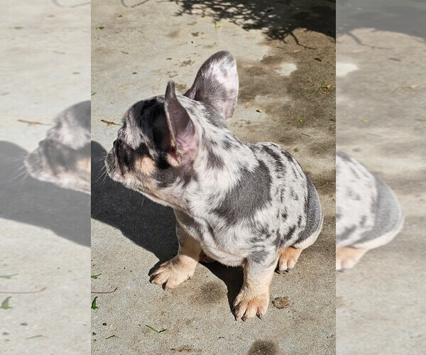 Medium Photo #76  Breeder Profile in CHINO HILLS, CA, USA
