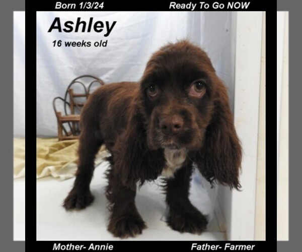 Medium Photo #3  Breeder Profile in MILLER, MO, USA