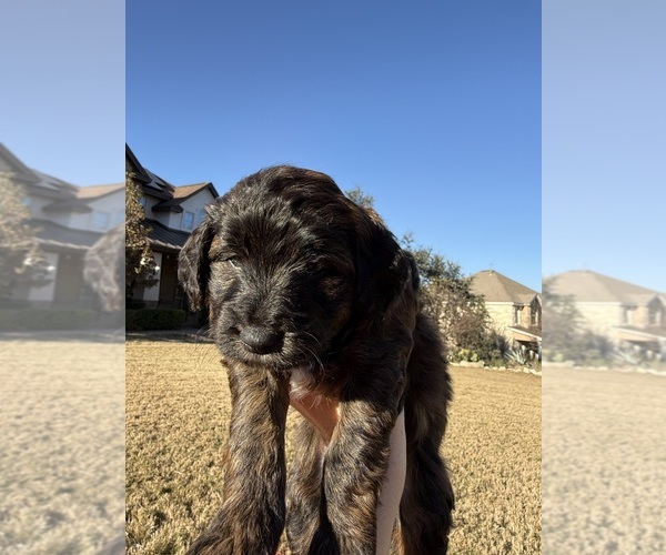 Medium Photo #16  Breeder Profile in SPICEWOOD, TX, USA