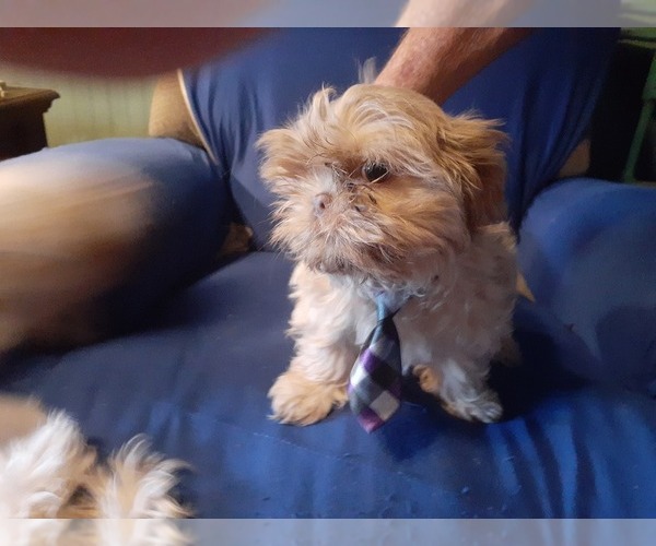 Medium Photo #1  Breeder Profile in FT WORTH, TX, USA