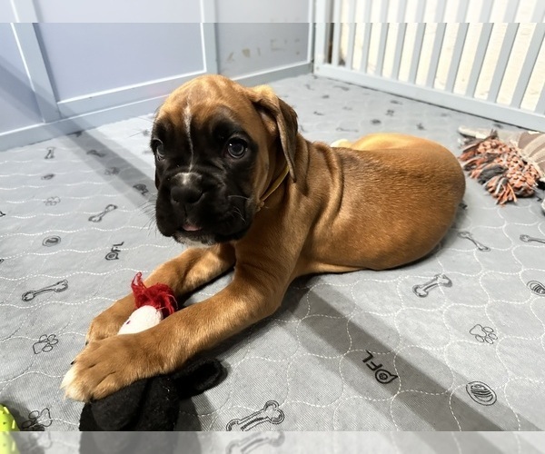 Medium Photo #1  Breeder Profile in CONCORD, NH, USA