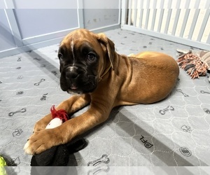 Boxer Dog Breeder near CONCORD, NH, USA