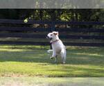 Small Photo #25  Breeder Profile in JEFFERSON, GA, USA