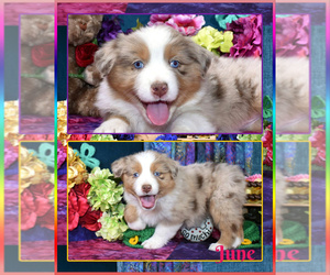 Australian Shepherd Dog Breeder in BELEN,  USA