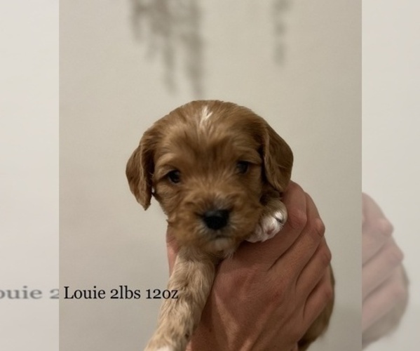 Medium Photo #5  Breeder Profile in ROCKLIN, CA, USA
