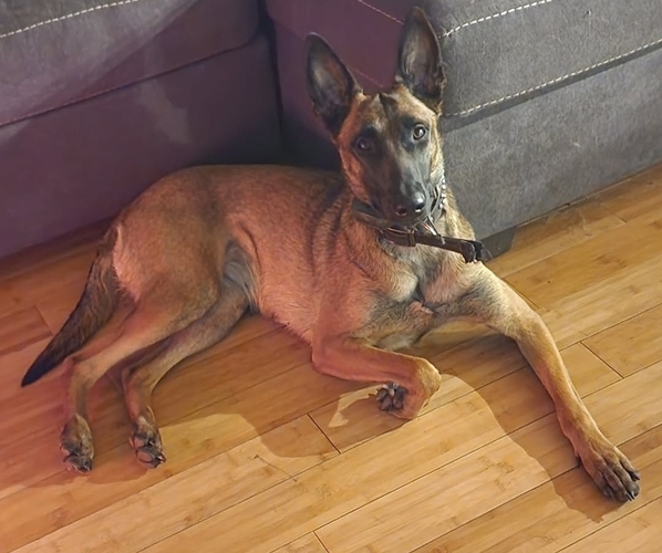 Medium Photo #2  Breeder Profile in SHICKSHINNY, PA, USA