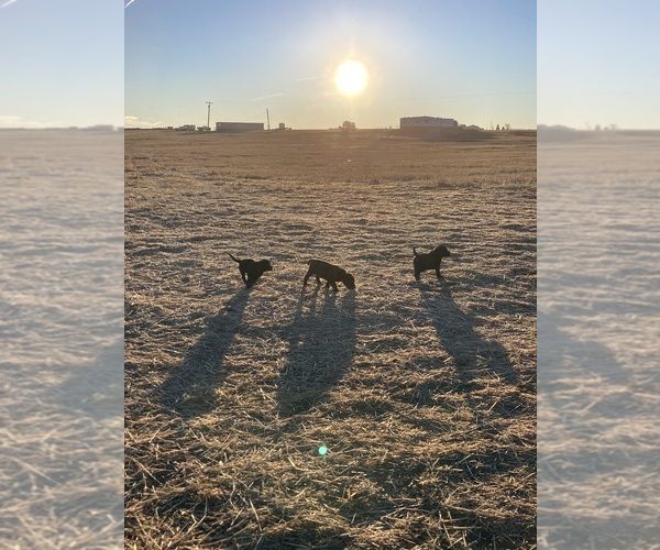 Medium Photo #1  Breeder Profile in GREAT FALLS, MT, USA