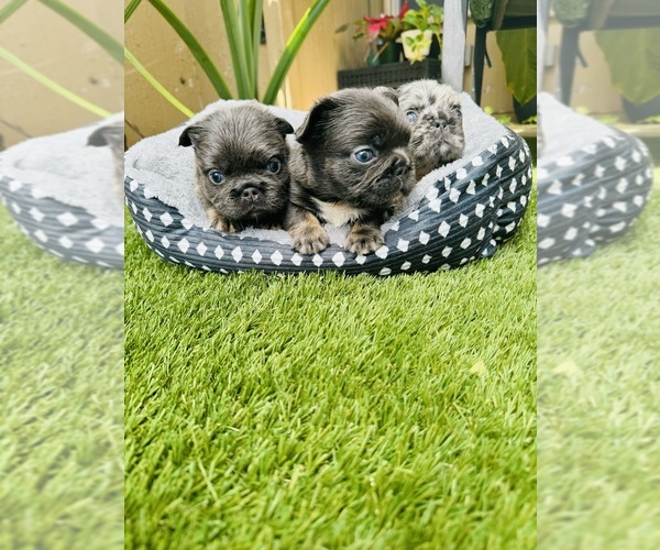 Medium Photo #2  Breeder Profile in SAN ANTONIO, TX, USA