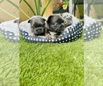 Small #1 Breeder Profile image