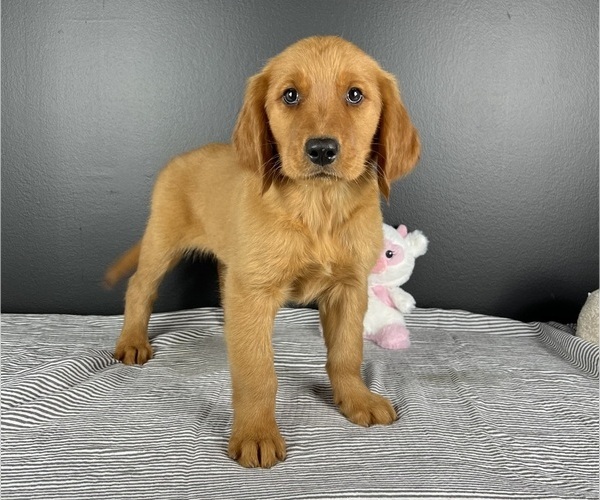 Medium Photo #1  Breeder Profile in INDIANAPOLIS, IN, USA