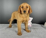 Small breeder photo
