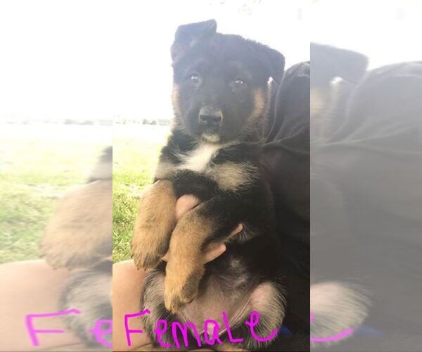 Medium Photo #1  Breeder Profile in WEST LAFAYETTE, OH, USA