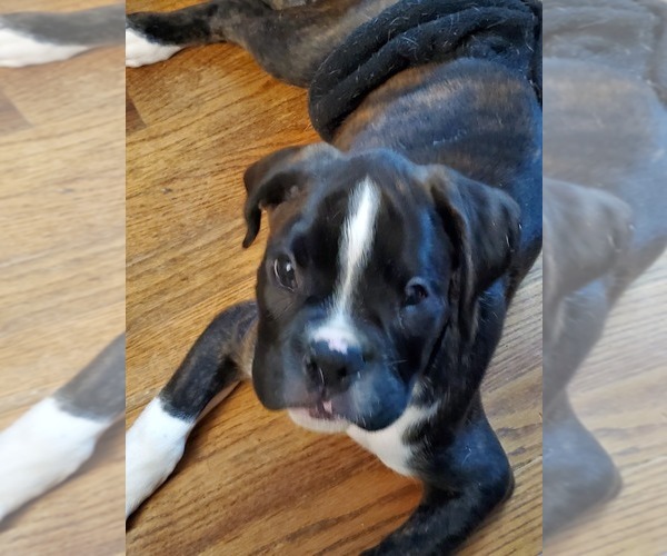 Medium Photo #1  Breeder Profile in SPOKANE, WA, USA