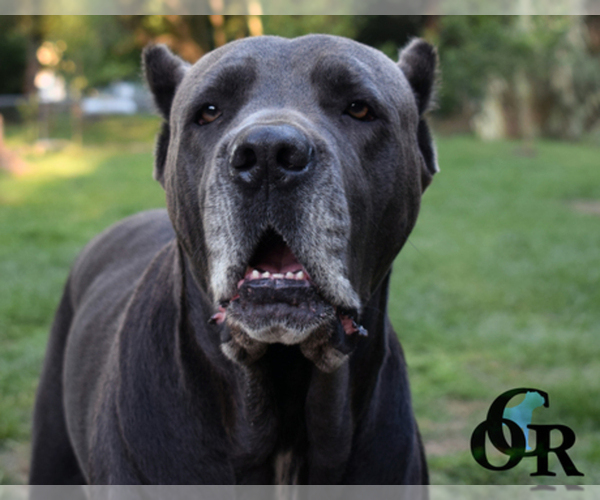 Medium Photo #1  Breeder Profile in DAYTON, TX, USA
