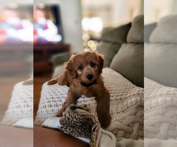 Medium Photo #26  Breeder Profile in GRAND RAPIDS, MI, USA