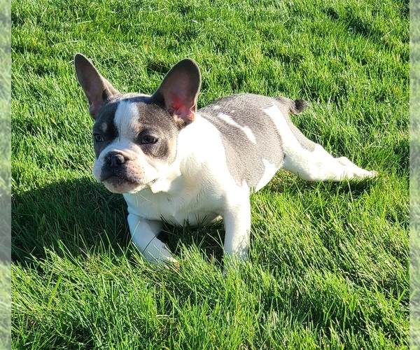 Medium Photo #1  Breeder Profile in MINOOKA, IL, USA