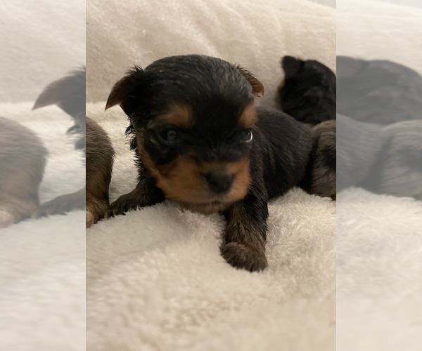 Medium Photo #1  Breeder Profile in SOUTH WALTHAM, MA, USA