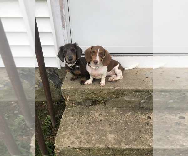 Medium Photo #1  Breeder Profile in MODESTO, CA, USA