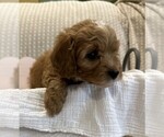 Small #19 Breeder Profile image